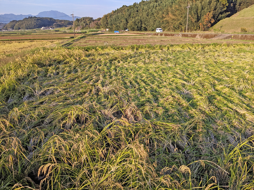 稲が倒れる
